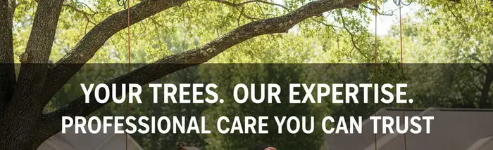 Bellevue, WA tree service crew removing a tree for safe, professional home property care