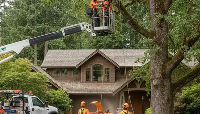 Tree service crew removing a tree in Bellevue, WA for safe property maintenance