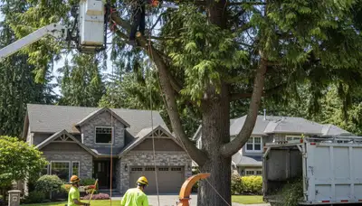 Tree service crew trimming and removing trees in Bellevue, WA