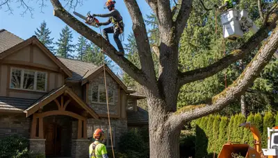 Bellevue, WA tree service crew removing a tree for safe property protection