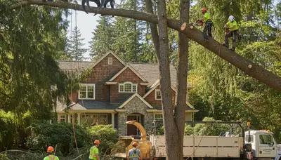 Tree service crew trimming a tree in Bellevue, WA for safe residential property maintenance