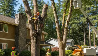 Bellevue, WA tree service crew removing a tree for safe residential property clearance