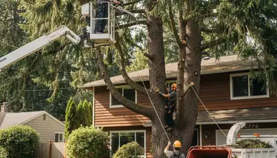 Tree service crew in Bellevue, WA providing safe tree removal and trimming for homes and businesses