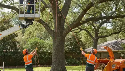Bellevue, WA arborist trimming tree branches for safe, healthy landscape maintenance